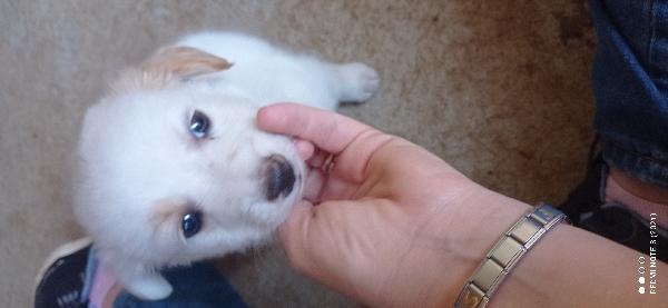 Stupendo.cucciolino