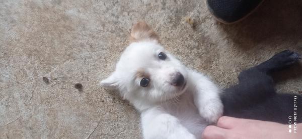 Stupendo.cucciolino Foto 2