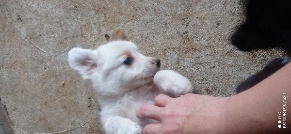 Stupendo.cucciolino Foto 3