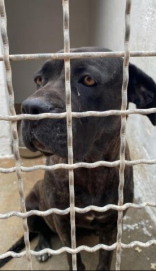 Corso giovane depressa da 2anni in canile Foto 4