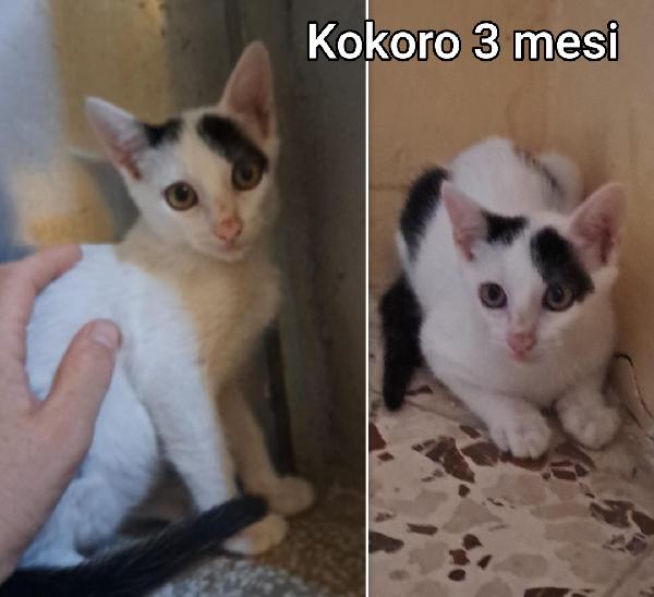 Chiamate per salvare un micio  Foto 2
