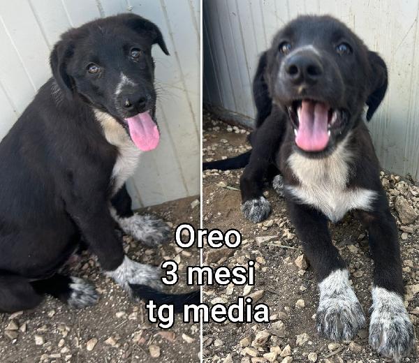 Cuccioli Cercano Casa 