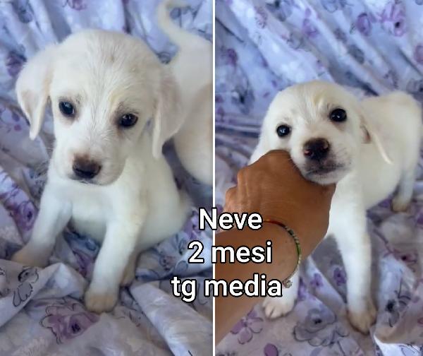 Cuccioli cercano casa  Foto 6