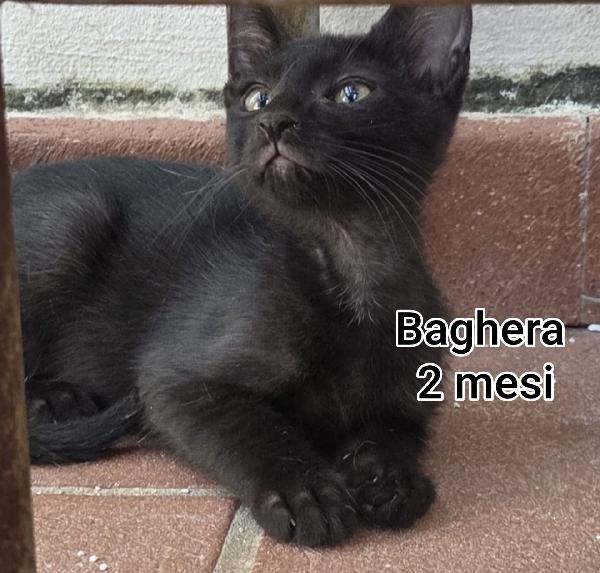 Gattini Abbandonati! Emergenza 
