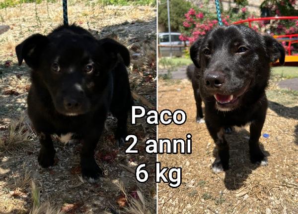 Cagnolini Taglia Contenuta 