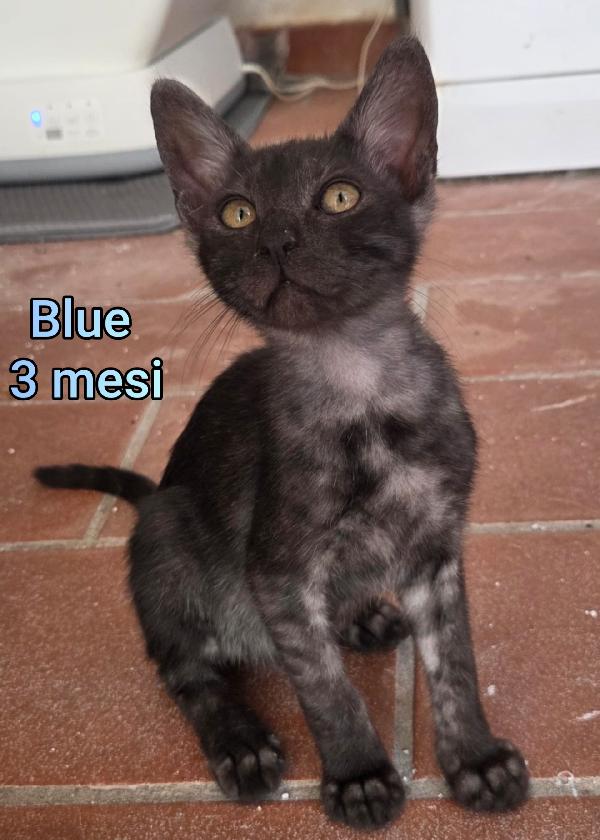 Micetti Bisognosi!!