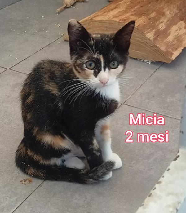 MICETTI BISOGNOSI!! Foto 3