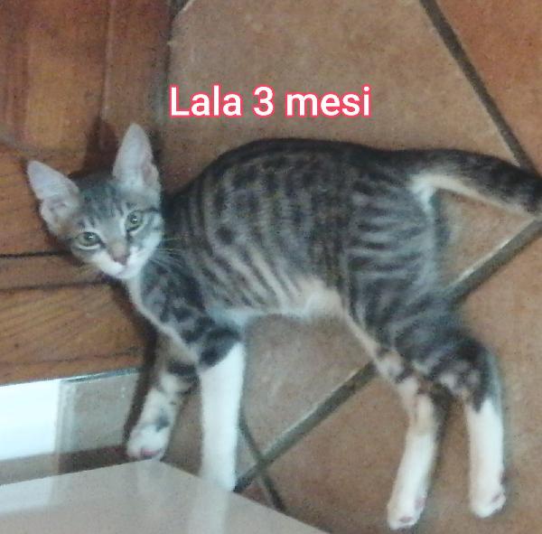 MICETTI BISOGNOSI!! Foto 4