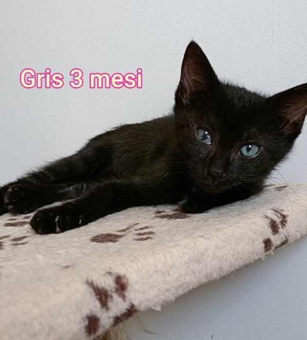 MICETTI BISOGNOSI!! Foto 5