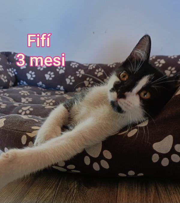MICETTI BISOGNOSI!! Foto 6