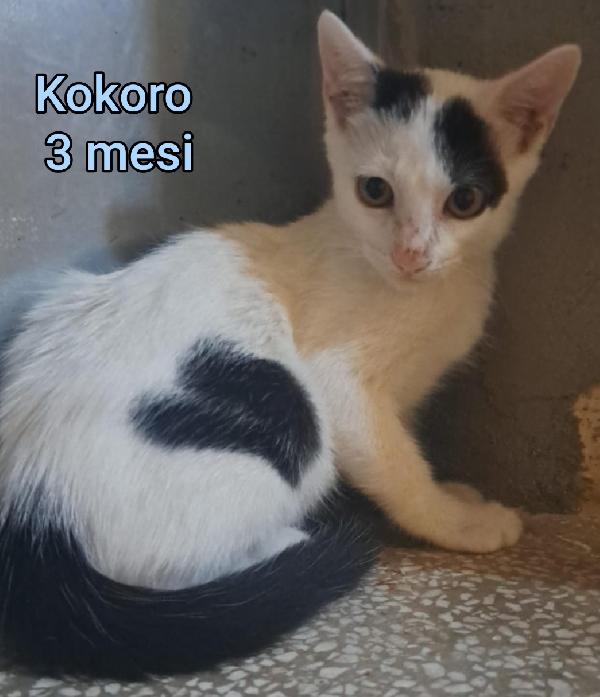 MICETTI BISOGNOSI!! Foto 7