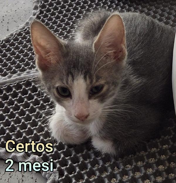 MICETTI BISOGNOSI!! Foto 9