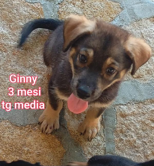 CUCCIOLI DA SALVARE  Foto 5