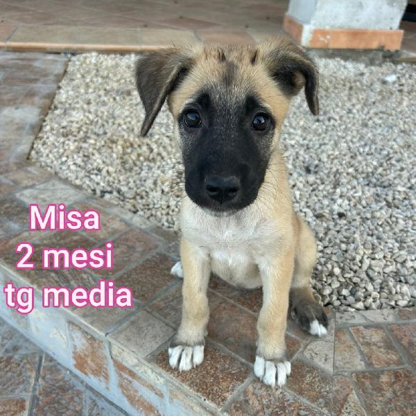 CUCCIOLI DA SALVARE  Foto 6