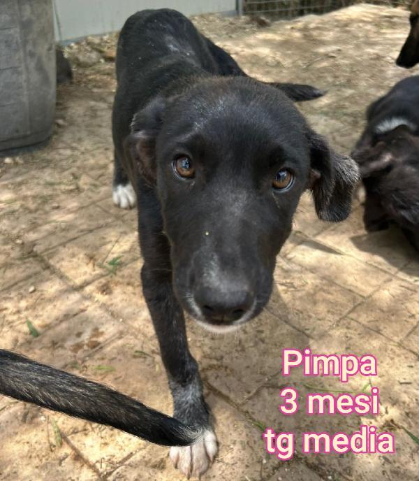 CUCCIOLI DA SALVARE  Foto 9