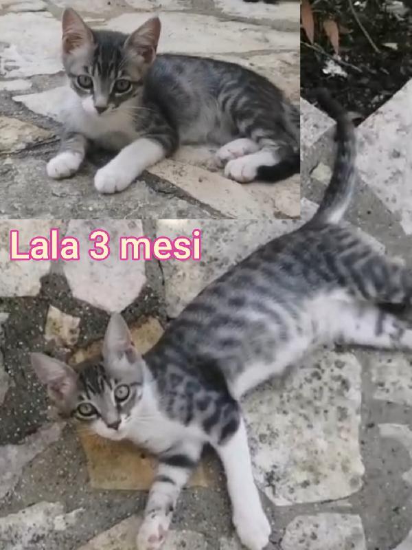 Telefona X Uno Di Questi Micini