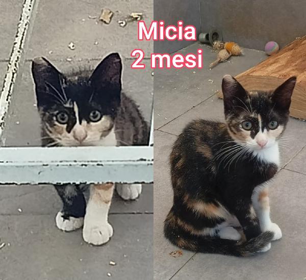 Telefona x uno di questi micini Foto 4