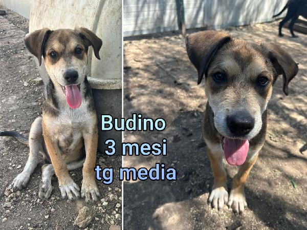 Siamo sommerse dai cuccioli  Foto 2