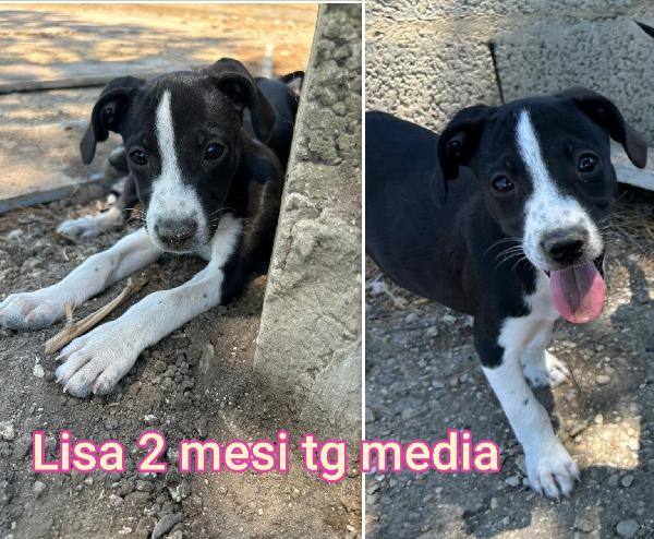 Siamo sommerse dai cuccioli  Foto 3