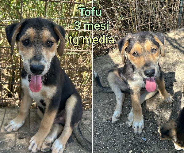Siamo sommerse dai cuccioli  Foto 4