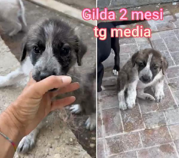 Siamo sommerse dai cuccioli  Foto 8