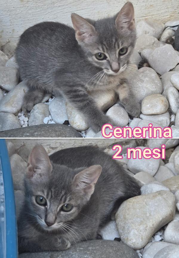 Micini Abbandonati E Soli