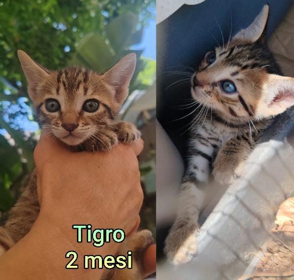 MICINI ABBANDONATI E SOLI Foto 2