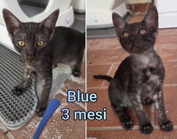 MICINI ABBANDONATI E SOLI Foto 4
