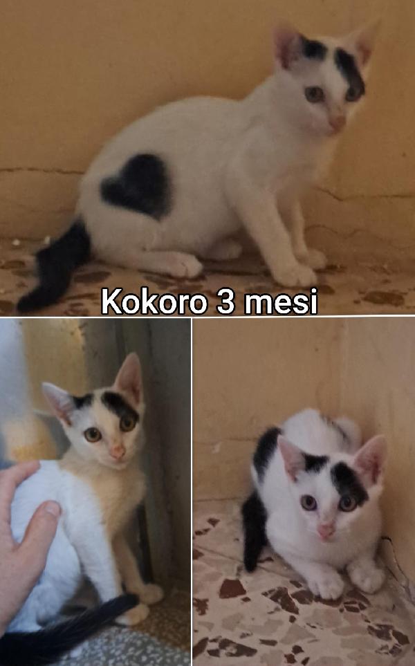 MICINI ABBANDONATI E SOLI Foto 5