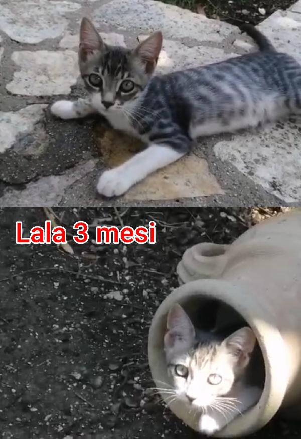 MICINI ABBANDONATI E SOLI Foto 7