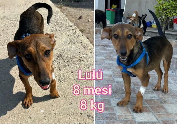 Cagnolini piccoli cercano casa Foto 2