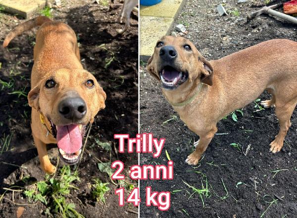 Cagnolini piccoli cercano casa Foto 3