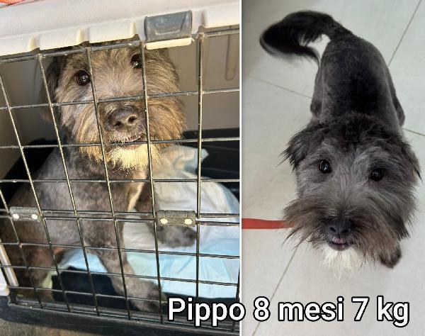 Cagnolini piccoli cercano casa Foto 4