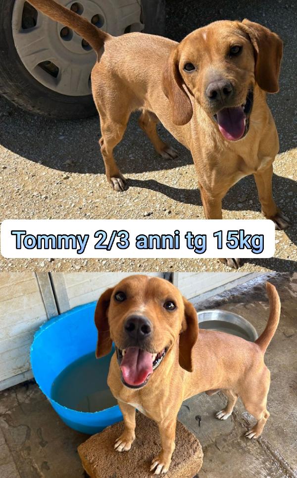 Cagnolini piccoli cercano casa Foto 6