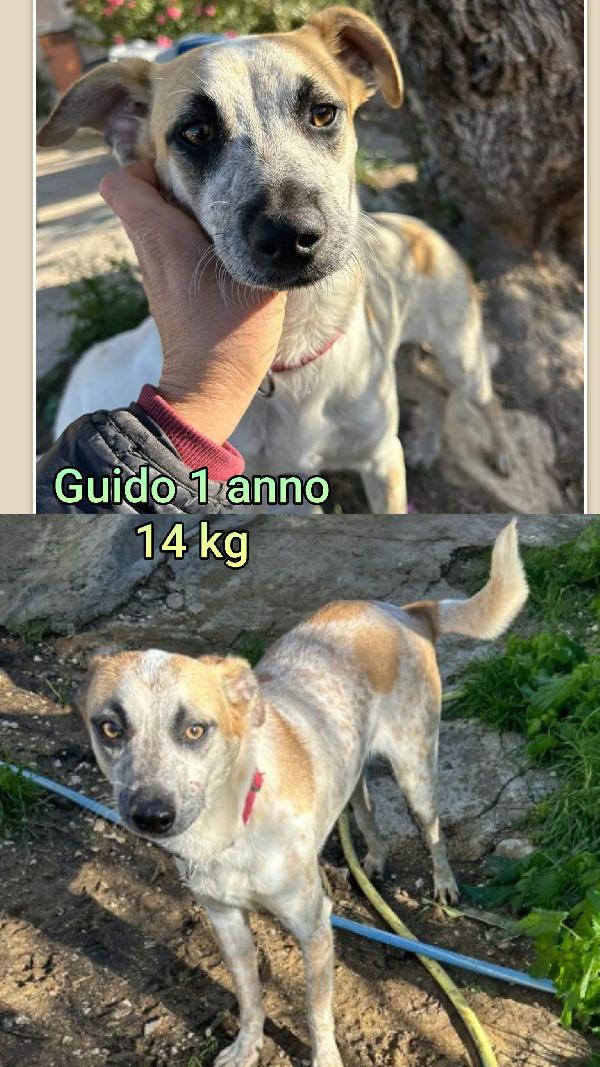 Cagnolini piccoli cercano casa Foto 7