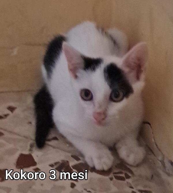 ADORABILI MICETTI PICCINI  Foto 2