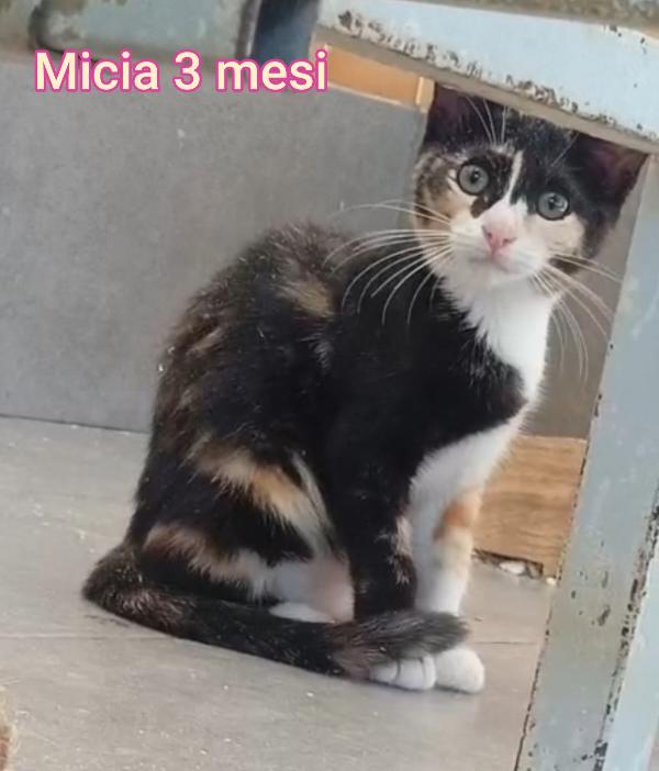 ADORABILI MICETTI PICCINI  Foto 3