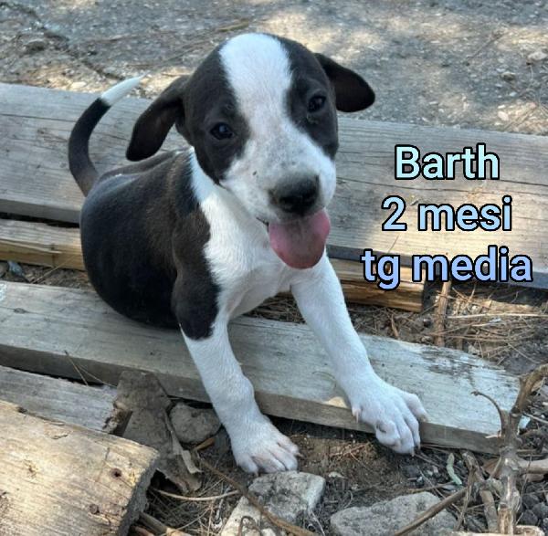 SUPERTENERI CUCCIOLI DAI 2 MESI  Foto 3