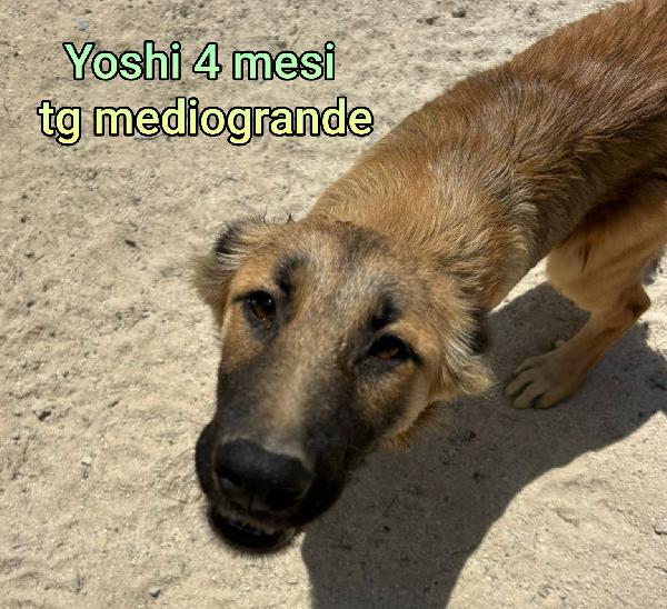 SUPERTENERI CUCCIOLI DAI 2 MESI  Foto 5