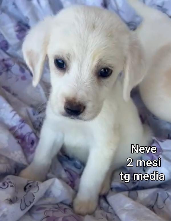 SUPERTENERI CUCCIOLI DAI 2 MESI  Foto 9
