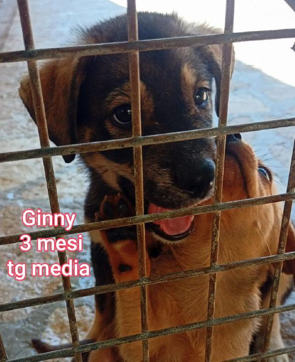 SUPERTENERI CUCCIOLI DAI 2 MESI  Foto 11