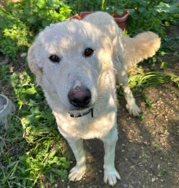 Lollo: Invisibile Cucciolone