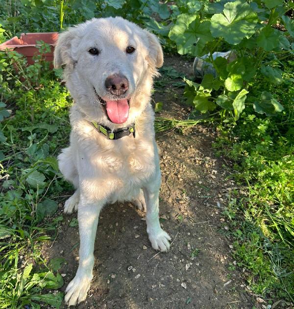 LOLLO: INVISIBILE CUCCIOLONE Foto 2