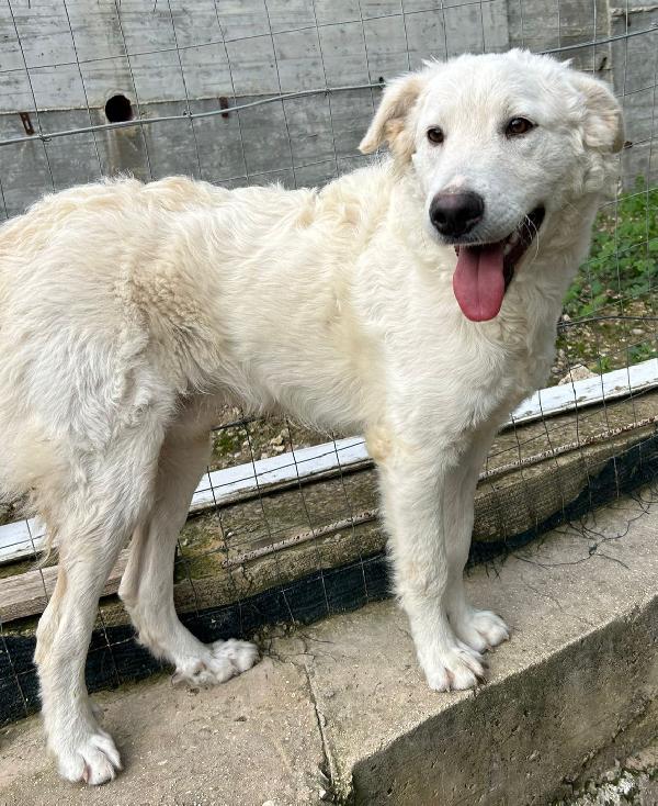 LOLLO: INVISIBILE CUCCIOLONE Foto 4