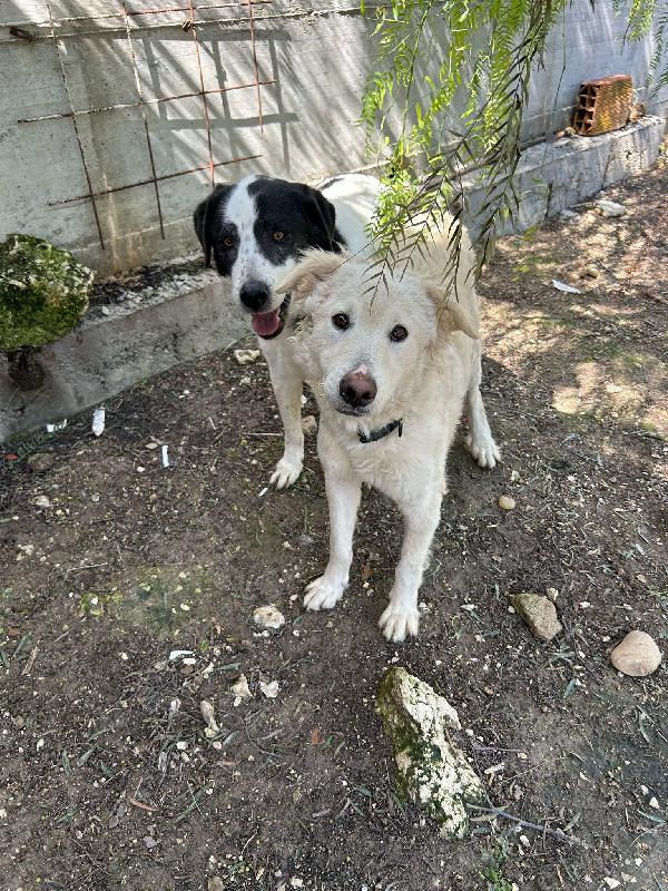 LOLLO: INVISIBILE CUCCIOLONE Foto 5