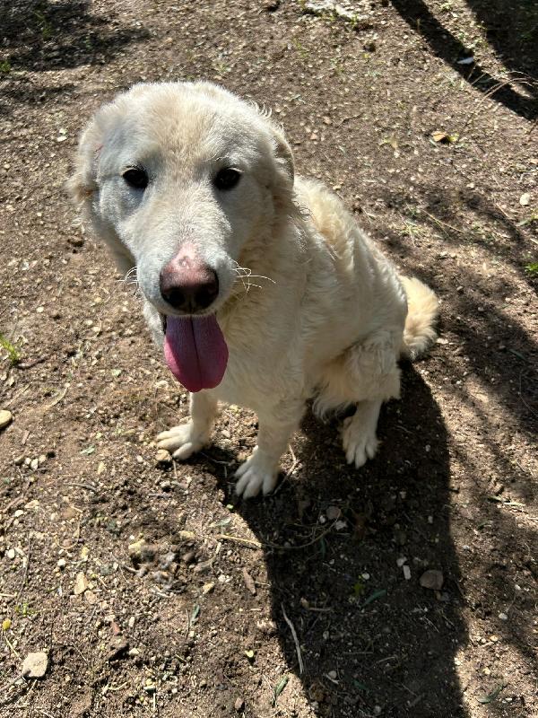 LOLLO: INVISIBILE CUCCIOLONE Foto 6