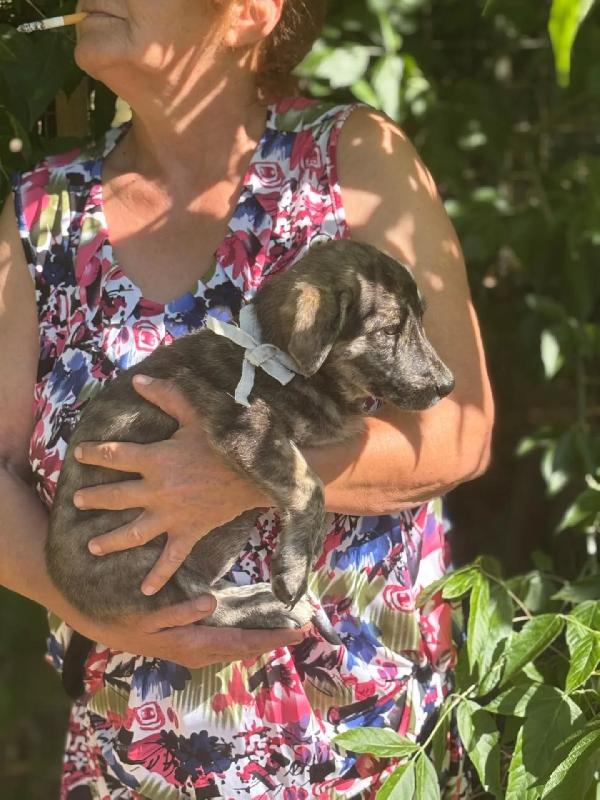 BICE dolce cucciolina 4 mesi cerca adozione Foto 2