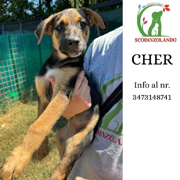 Cher 3 Mesi Cerca Casa - Futura Taglia Media