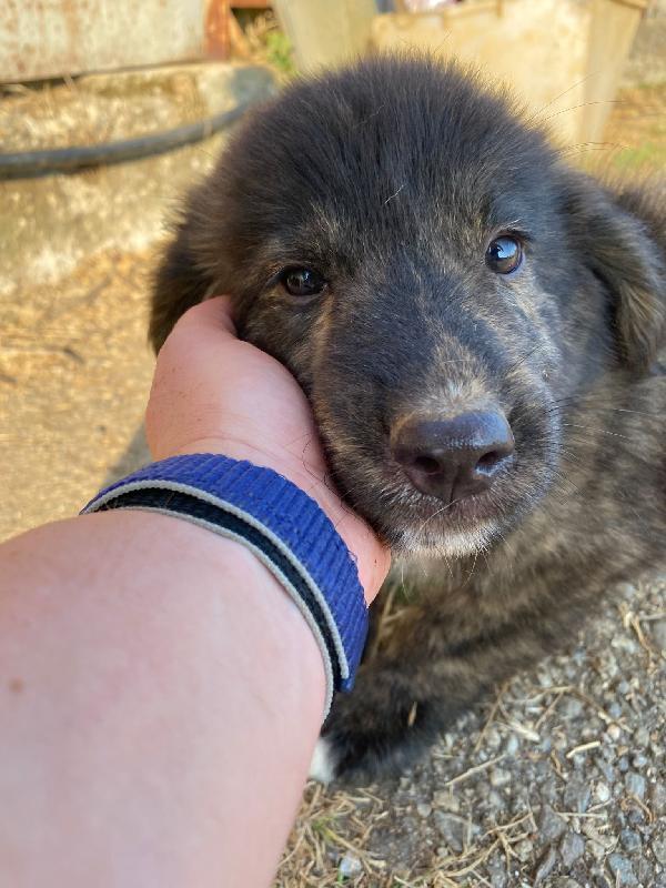 🔷🐾 zayon 🐾🔷 visibile a bologna cucciolo in adozione  Foto 3