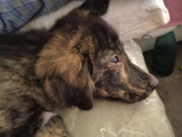 💙🐾 zayon 🐾💙 dolcissimo cucciolo in stallo a bologna in adozione  Foto 6